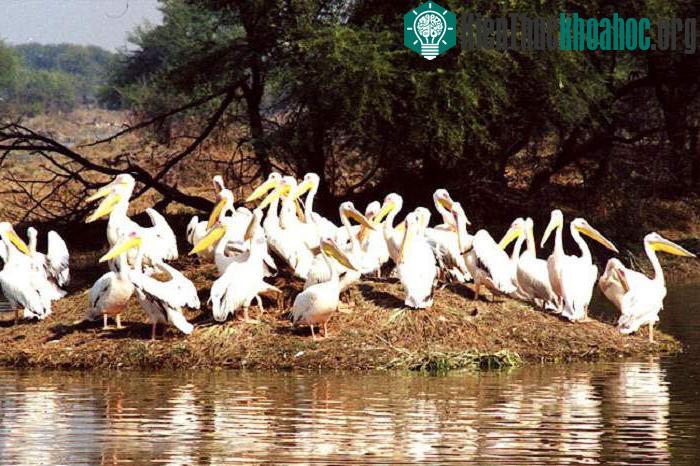 Vườn quốc gia Keoladeo - Ấn Độ ảnh 5