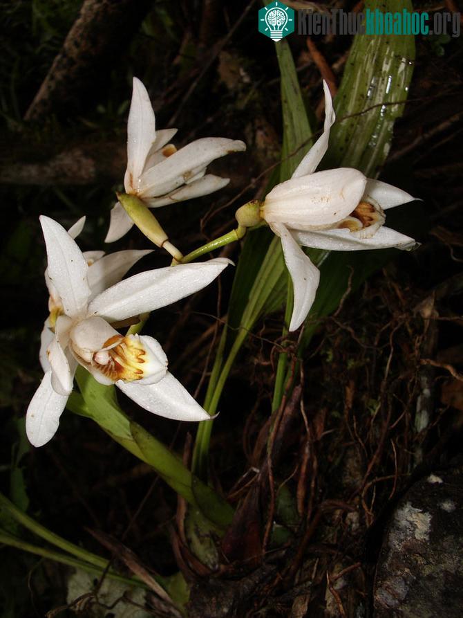 Vườn quốc gia Kinabalu - Malaysia
