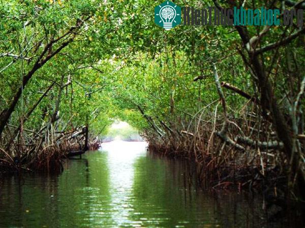 Vườn quốc gia Everglades - Hợp chủng quốc Hoa Kỳ