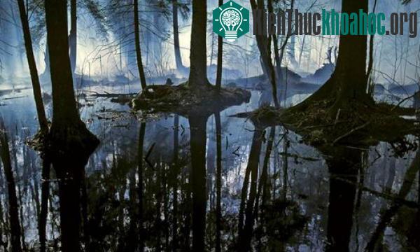 Hệ thực vật phong phú tại vườn quốc gia Belovezhskaya Pushcha
