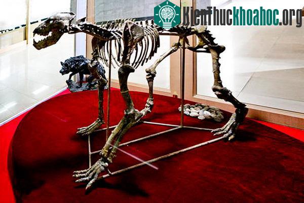 Những hiện vật và tượng sáp trưng bày trong bảo tàng tại Di chủ Chu Khẩu Điếm