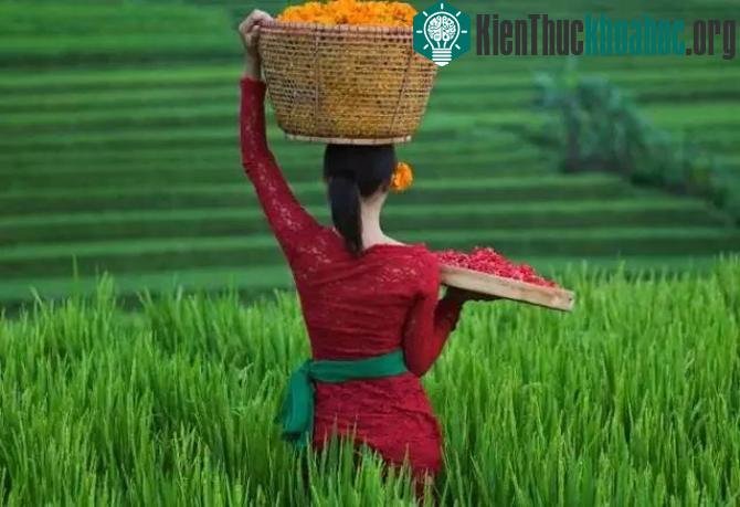 Hệ thống canh tác Subak ở Bali- ảnh 6