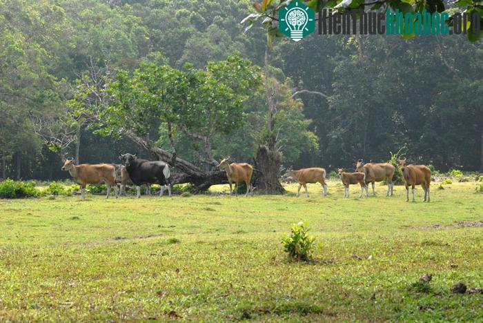 Công viên quốc gia Ujung Kulun - Indonesia