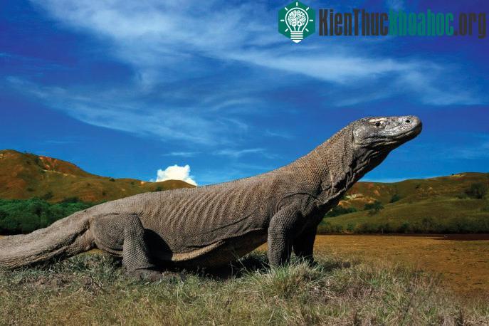 Vườn quốc gia Komodo - Indonesia