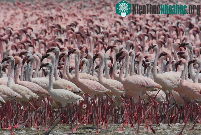 Vườn quốc gia hồ Turkana - Kenya
