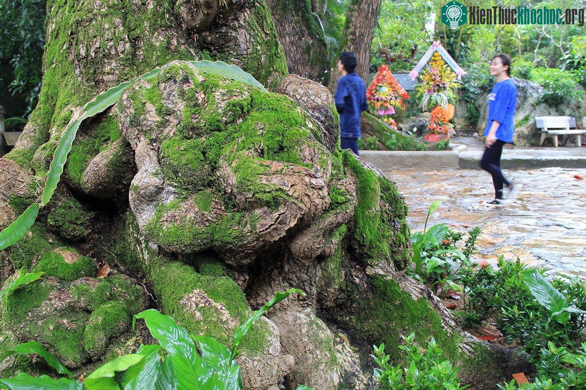 Cây còn lại khoảng 240 năm. Gốc cuộn nhiều hình thù lý thú.