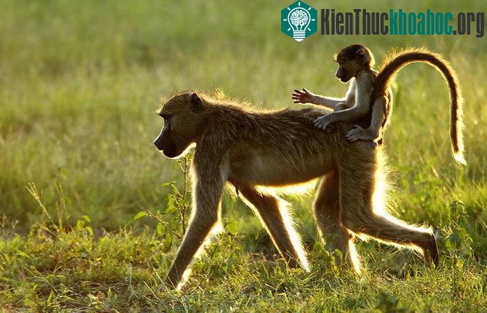 Đây cũng là khu vực có nhiều voi nhất trên thế giới.