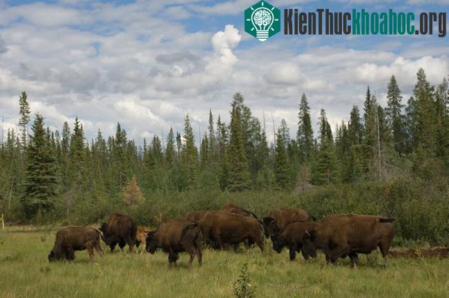 Vườn quốc gia Wood Buffalo - Canada