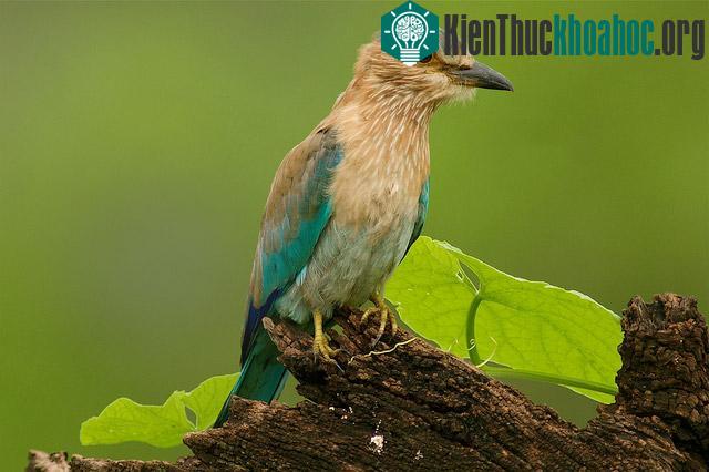 Một số loài chim tại vườn quốc gia Keoladeo.