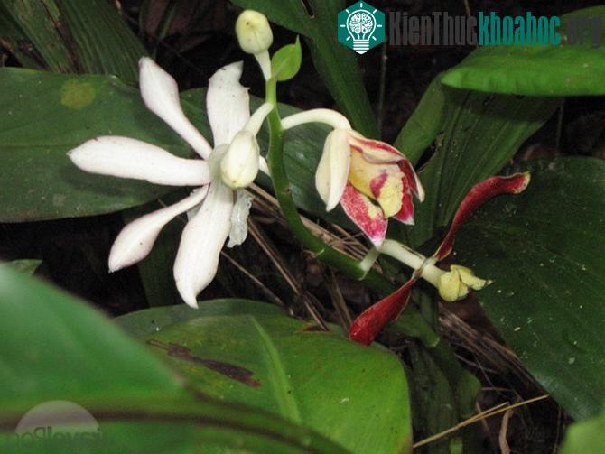 Vườn quốc gia Kinabalu - Malaysia