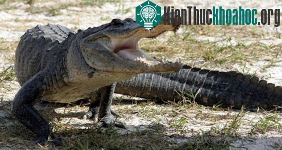 Vườn quốc gia Everglades - Hợp chủng quốc Hoa Kỳ