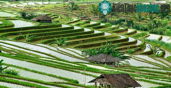 Hệ thống canh tác Subak ở Bali- ảnh 7