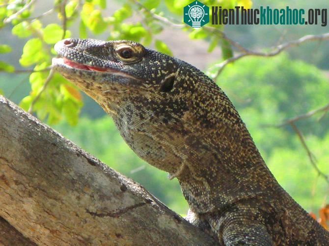 Vườn quốc gia Komodo - Indonesia