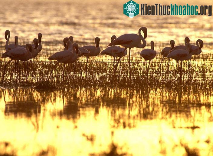 Vườn quốc gia hồ Turkana - Kenya
