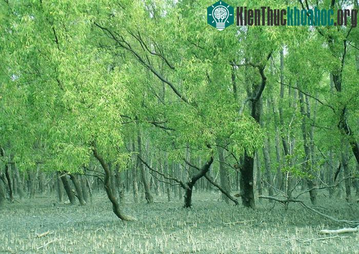 Rừng đầm lầy nước ngọt của Sundarbans