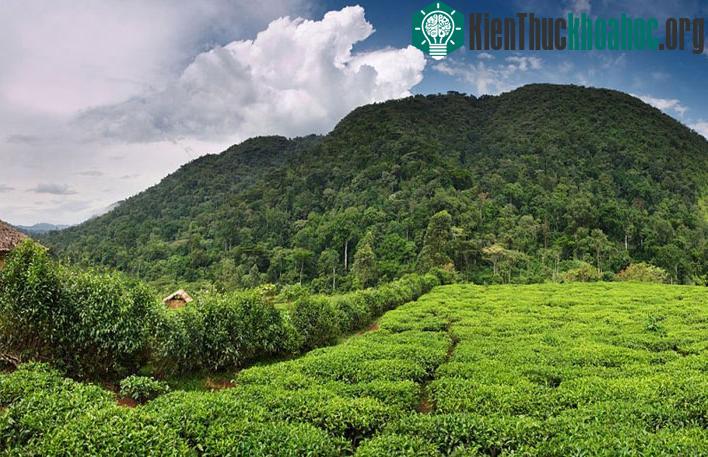 Vườn quốc gia cấm Bwindi còn có tầng địa chất rất đặc biệt với đá phiến, thạch anh và đá granit.