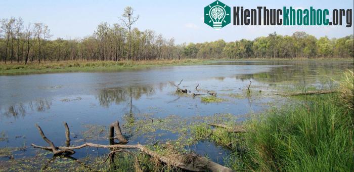 Công viên quốc gia Chitwan có một hệ sinh thái và thảm thực vật tự nhiên được bảo tồn tốt ít chịu sự tác động của đời sống con người và sự xâm hại của con người.