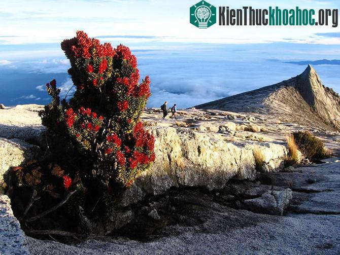 Vườn quốc gia Kinabalu - Malaysia