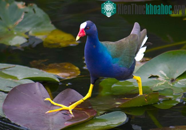 Vườn quốc gia Everglades - Hợp chủng quốc Hoa Kỳ