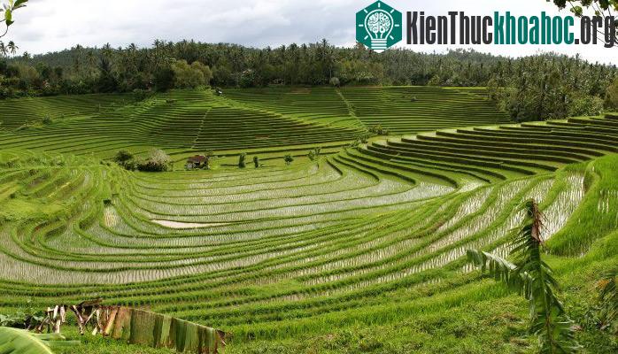 Hệ thống canh tác Subak ở Bali- ảnh 8
