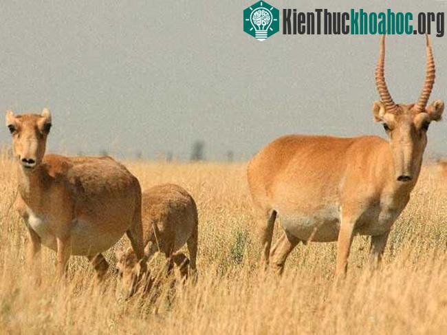 Ở đây ghi nhận có tới 300 loài chim gồm hàng chục nghìn con chim cư trú và là ngôi nhà của loài linh dương đang có nguy cơ tuyệt chủng cao.
