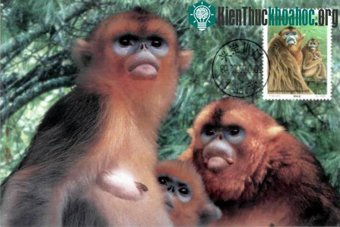 Gấu trúc lớn mặc dù là loài động vật hoang dã có kích thước khá lớn song thức ăn chủ yếu của chúng chỉ là thực vật như cành nong, lá non, rất ít trứng của một số loài côn trùng.