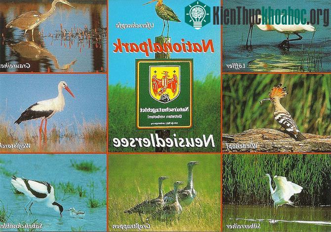 Công viên quốc gia Neusiedlersee đã được thành lập nhằm bảo vệ cảnh quan thiên nhiên, môi trường và hệ sinh thái cho toàn khu vực.