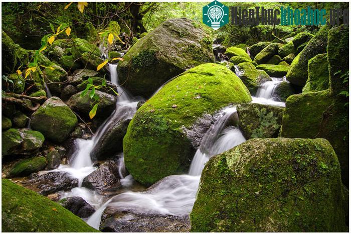 Hệ thực vật của rừng cũng ghi nhận hàng trăm loài hoa trong đó có đến chục loài hoa chỉ tồn tại trong khu rừng này.