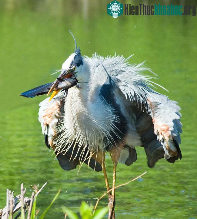Vườn quốc gia Everglades - Hợp chủng quốc Hoa Kỳ