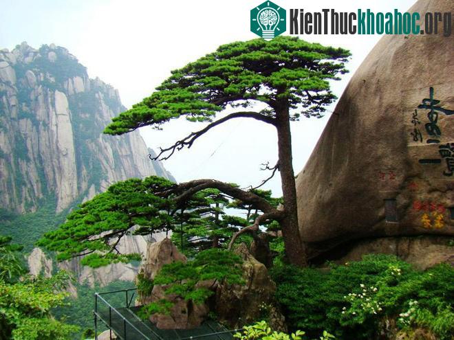 Núi Hoàng Sơn - Trung Quốc- ảnh 9