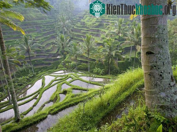 Hệ thống canh tác Subak ở Bali- ảnh 9