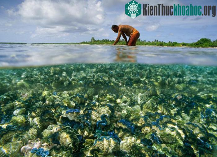 San hô cạn thoạt nhìn như một vườn hoa tuyệt đẹp