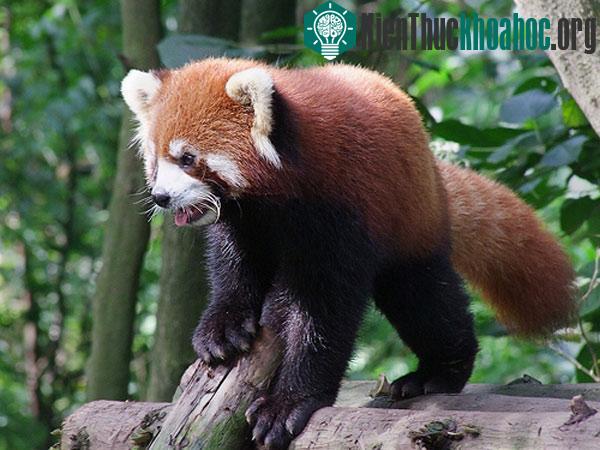 Bên cạnh gấu trúc, khu bào tồn này còn là nơi cư trú của các loài động vật có nguy cơ bị tuyệt chủng cao như gấu trúc đỏ, báo tuyết, báo gấm.