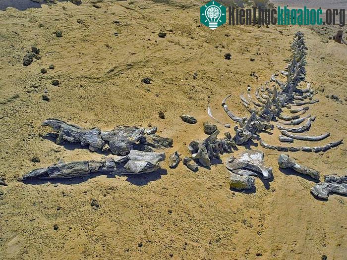 Unesco đã công nhận Thung lũng cá voi của Ai Cập là Di sản thiên nhiên thế giới năm 2005.