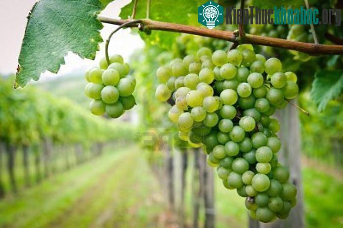 Wachau còn là vùng trồng nho nổi tiếng của nước Áo