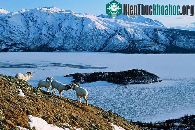 Các Khu bảo tồn và Vườn quốc gia tại Canada và Hoa Kỳ