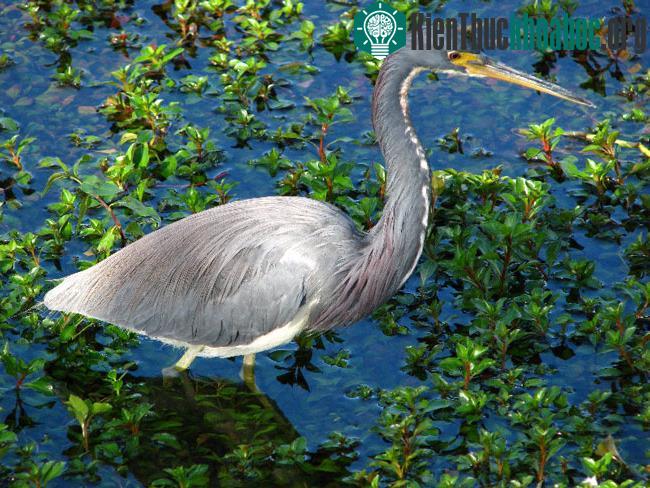 Vườn quốc gia Everglades - Hợp chủng quốc Hoa Kỳ