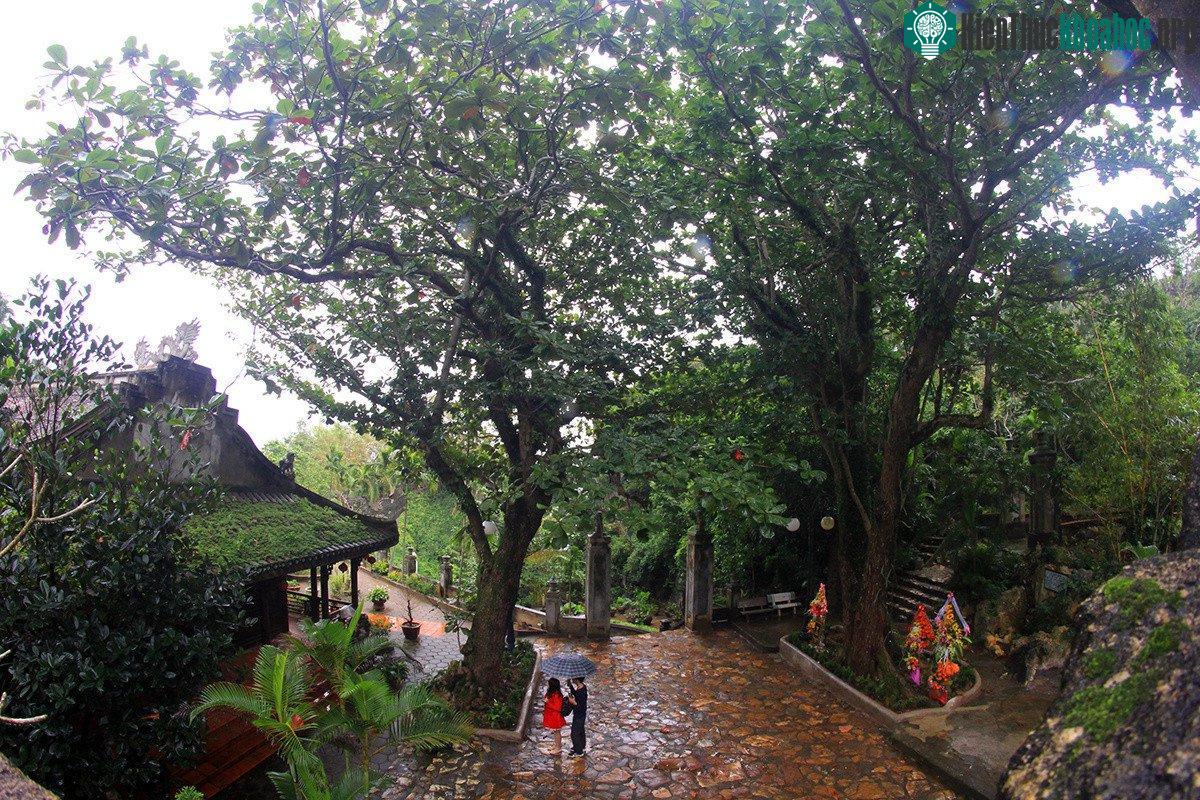 Bảy cây di sản ở danh thắng Ngũ Hành Sơn góp phần tạo thêm điểm đến, quảng bá danh thắng này.