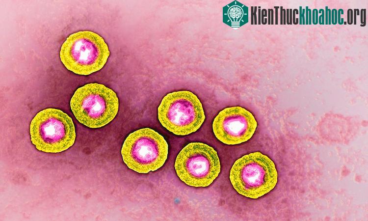 HSV2 ảnh hưởng đến 500 triệu người trên toàn thế giới.