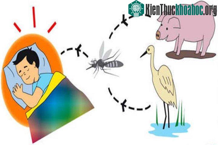 Vật chủ mang mầm bệnh là lợn và một số loài chim