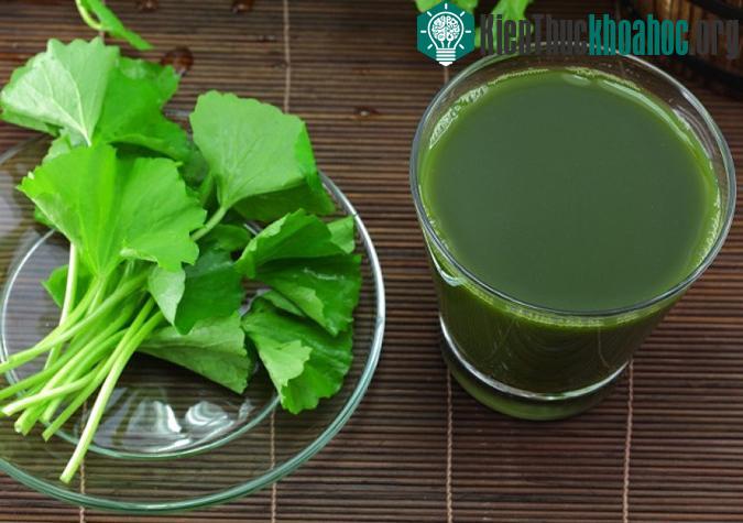 Những người không được uống nước rau má là phụ nữ có thai, đang nuôi con nhỏ... (Ảnh minh họa).