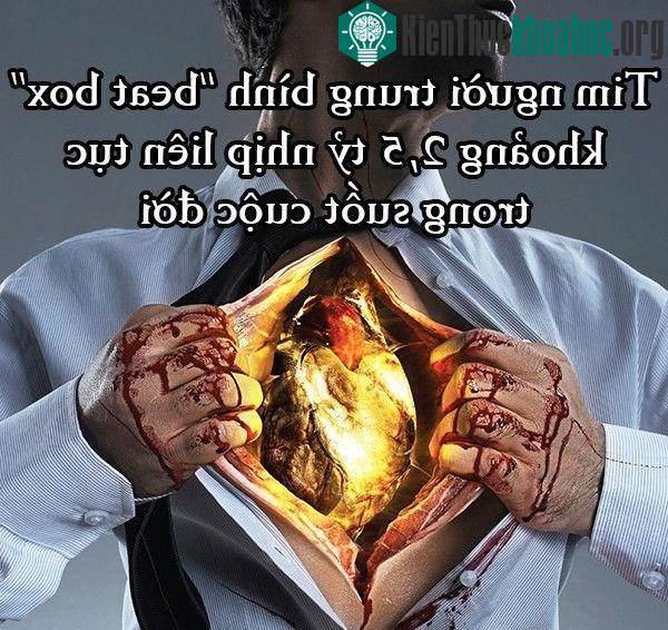 Trái tim người lớn trung bình đập 72 lần một phút