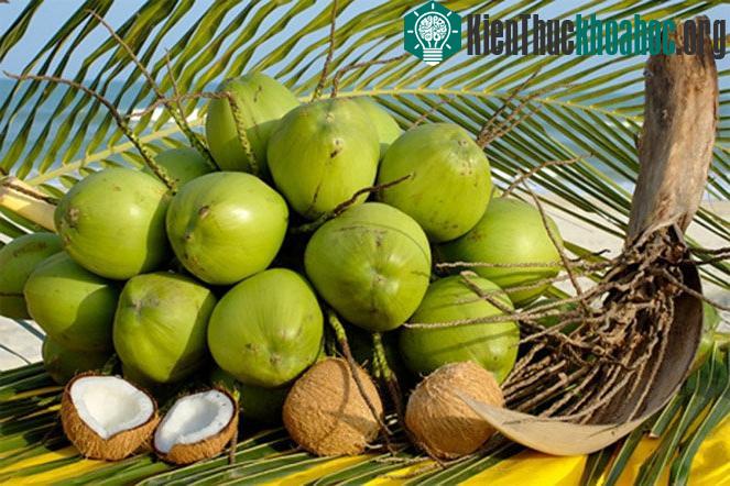 Nước dừa chứa các hỗn hợp hữu cơ giúp tăng cường sức khỏe