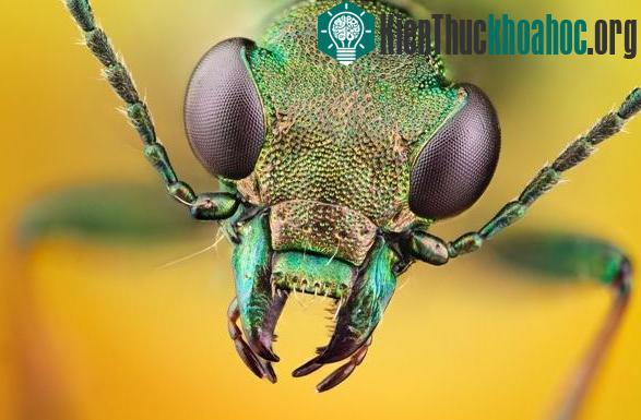 Cách giải quyết nhanh chóng khi bị côn trùng đốt
