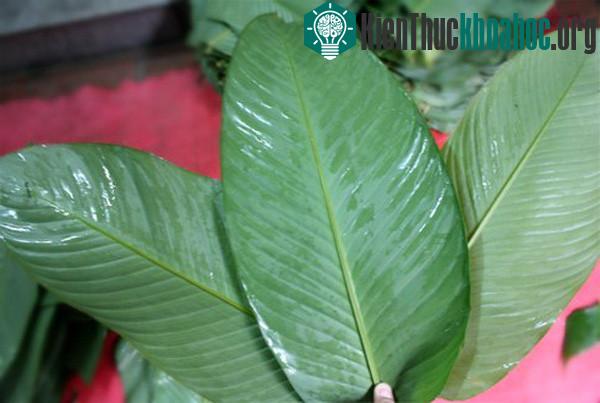 Chọn loại lá bánh tẻ (không quá già hoặc quá non) thì mới dễ gói và cho bánh màu xanh đẹp.