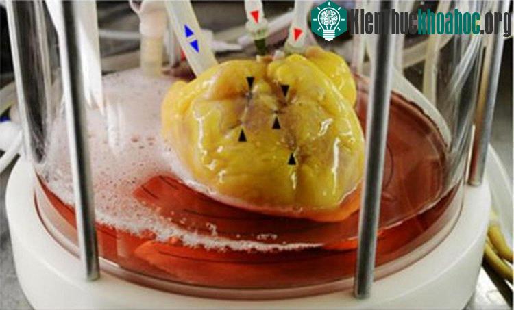 Quả tim được các nhà nghiên cứu nuôi dưỡng trong điều kiện đặc biệt.