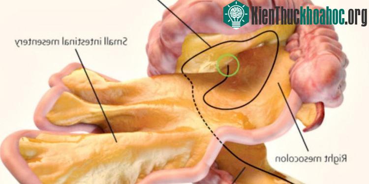 Cơ quan mới là màng ruột treo nằm trong hệ thống tiêu hóa - (Ảnh: sciencealert).