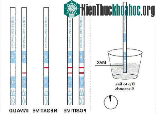 Nếu 2 vạch, bạn có thai. Nếu 1 vạch, bạn không có thai.
