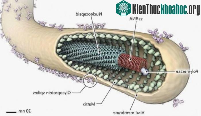 Ebola tấn công châu Phi trong thời gian dài.