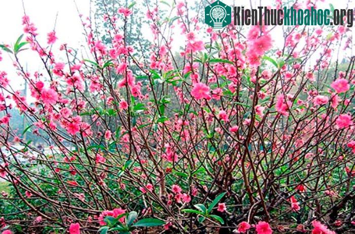 Tùy theo điều kiện tài chính, nơi bạn sống và mắt nhìn đào mà bạn có thể có các cách hay tiêu chuẩn chọn đào khác nhau.